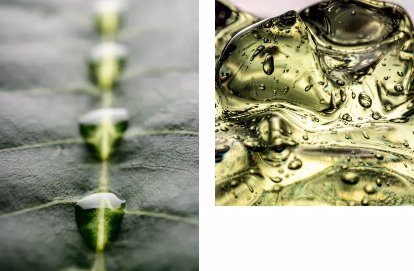 hoja verde con gotas y biocombustible en forma de gel verdoso