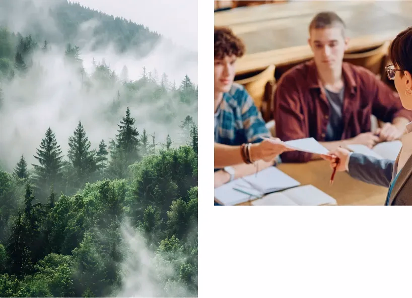 Bosque frondoso con niebla