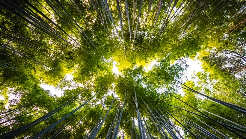 Bosque de bambú visto desde abajo