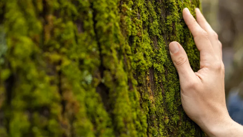 Hand touching a moss-covered log in a natural environment